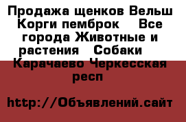 Продажа щенков Вельш Корги пемброк  - Все города Животные и растения » Собаки   . Карачаево-Черкесская респ.